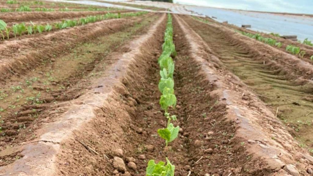 yellow-bean-plants