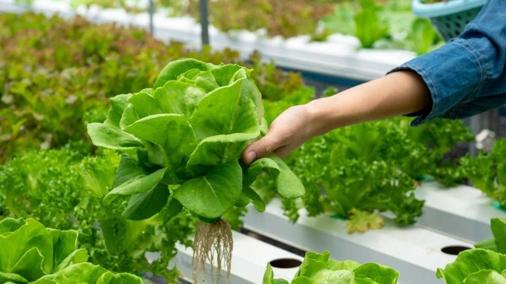 butterhead-lettuce