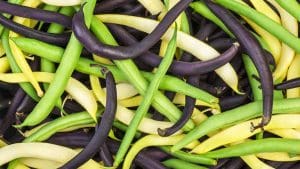 green-yellow-purple-beans