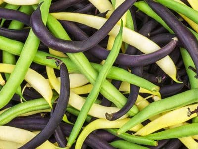 green-yellow-purple-beans