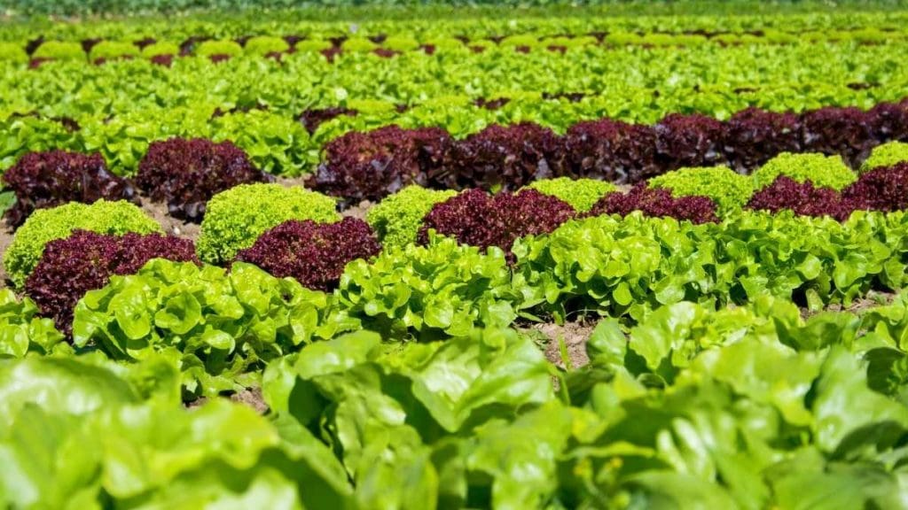 leaf-lettuce