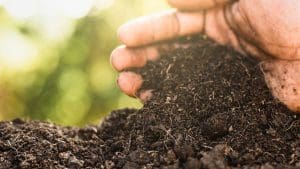 person-holding-soil