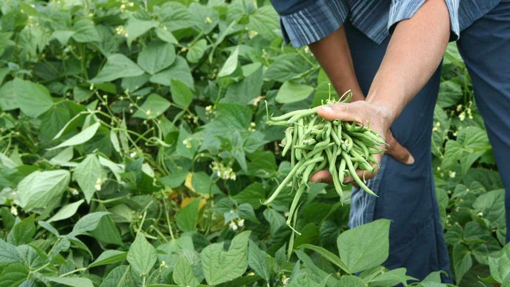 picking-green-beans