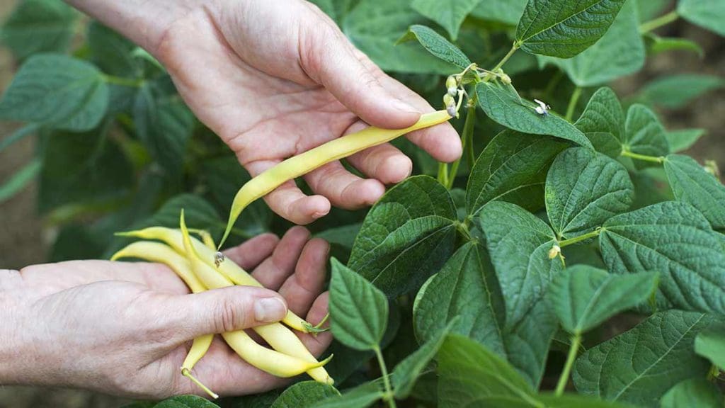 picking-yellow-beans