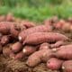 sweet-potatoes