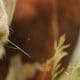 cow-eating-grass