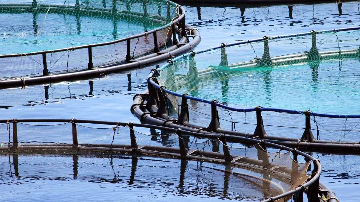 aquaculture