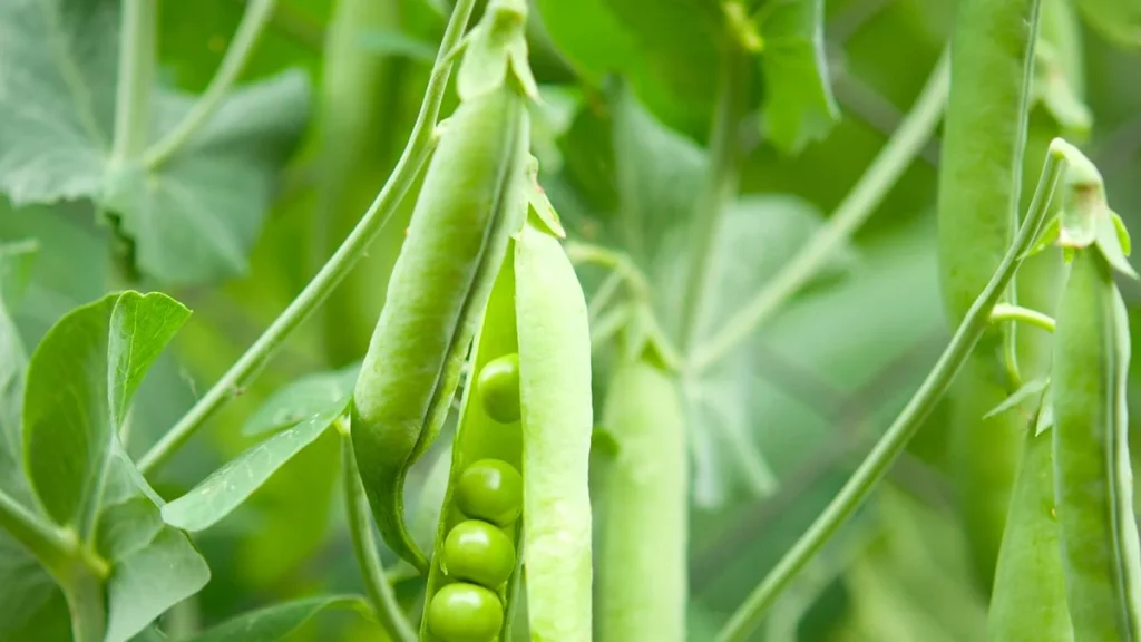garden-peas