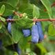 haskap-berries-on-bush