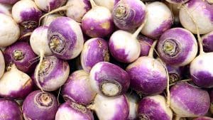 turnip
