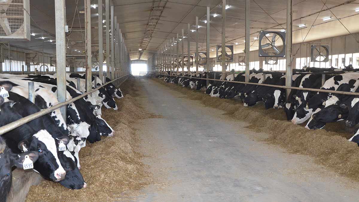 ensuring-animal-welfare