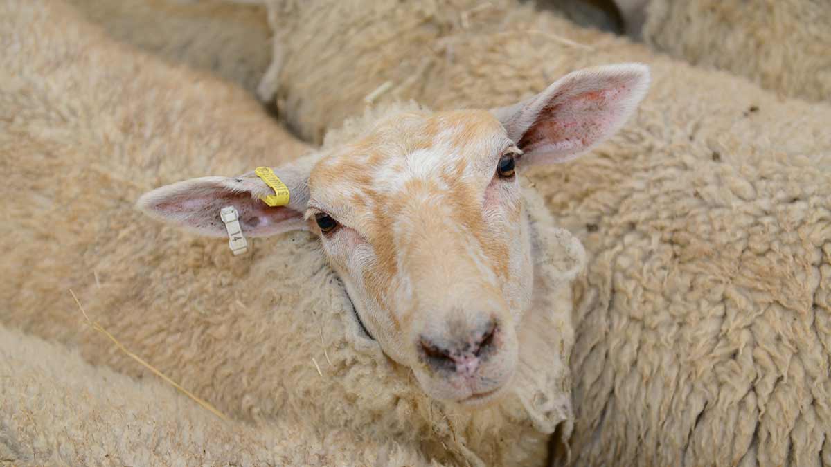 Traçabilité : Localiser et contrôler les maladies tout au long de la chaîne alimentaire