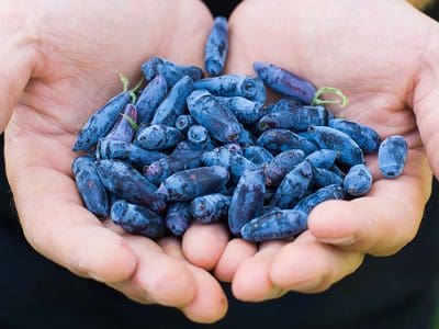 haskap-berries-in-hands