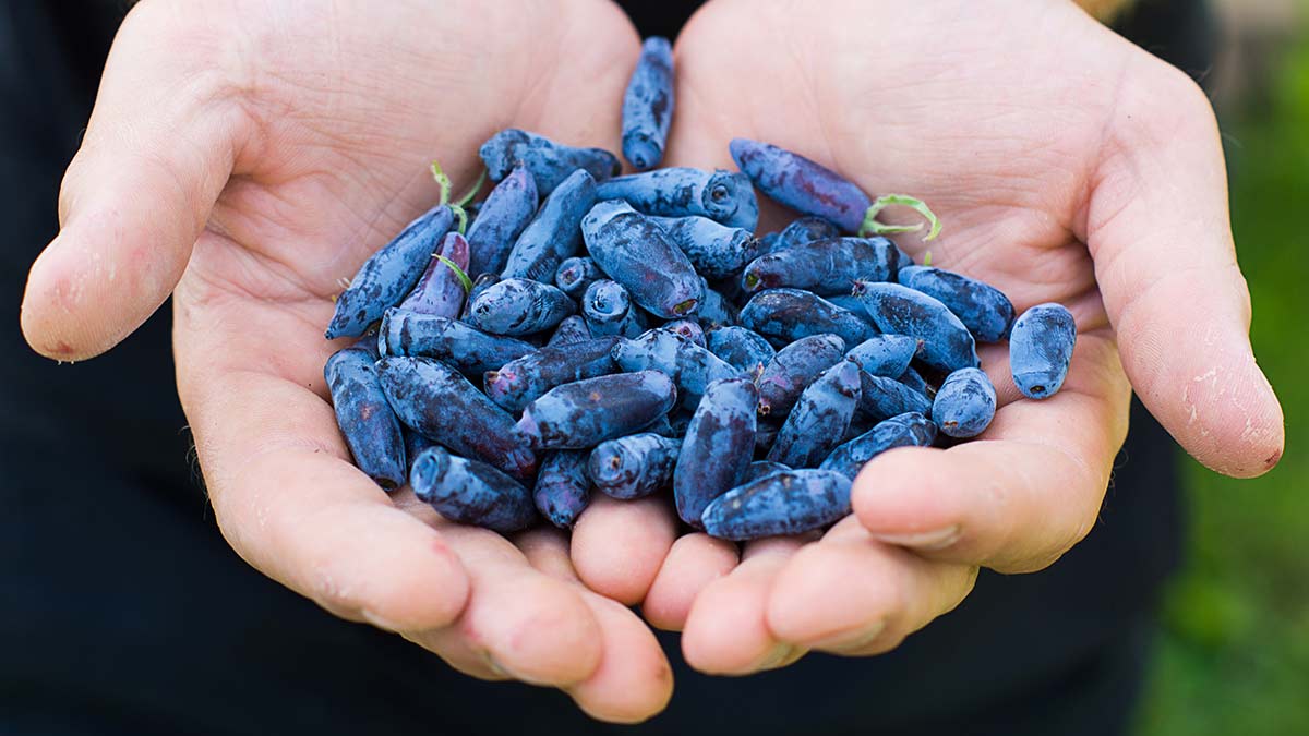 haskap-berries-in-hands