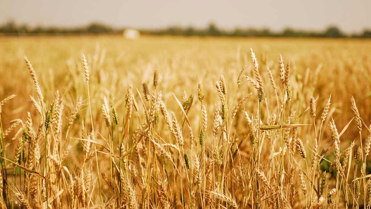wheat field
